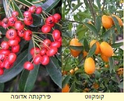 פירות בכמה צבעים